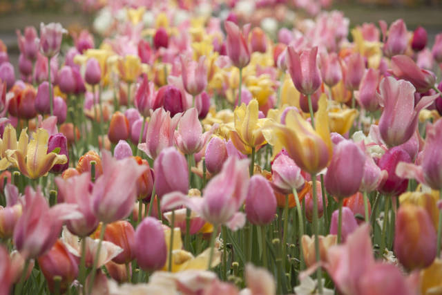 Best time to see Tulip Season in The Netherlands