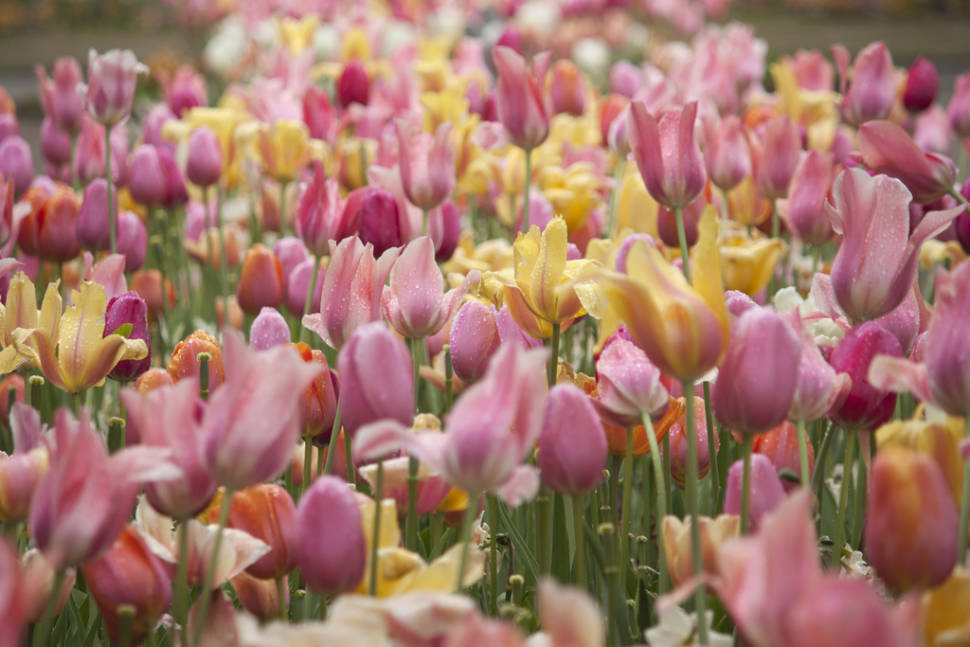 Best time to see Tulip Season in The Netherlands