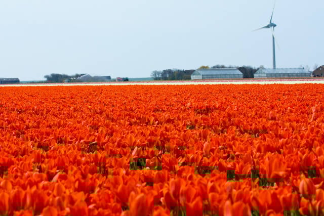 Best time for Tulip Season in The Netherlands