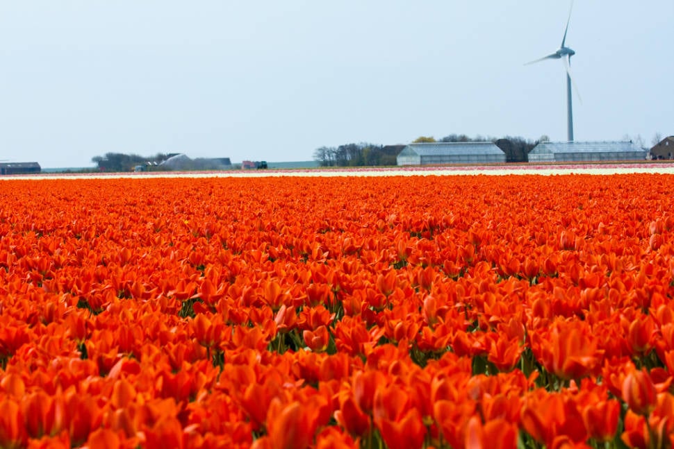 Best time for Tulip Season in The Netherlands