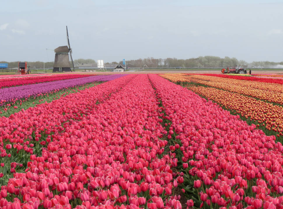 Tulip Season in The Netherlands - Best Season