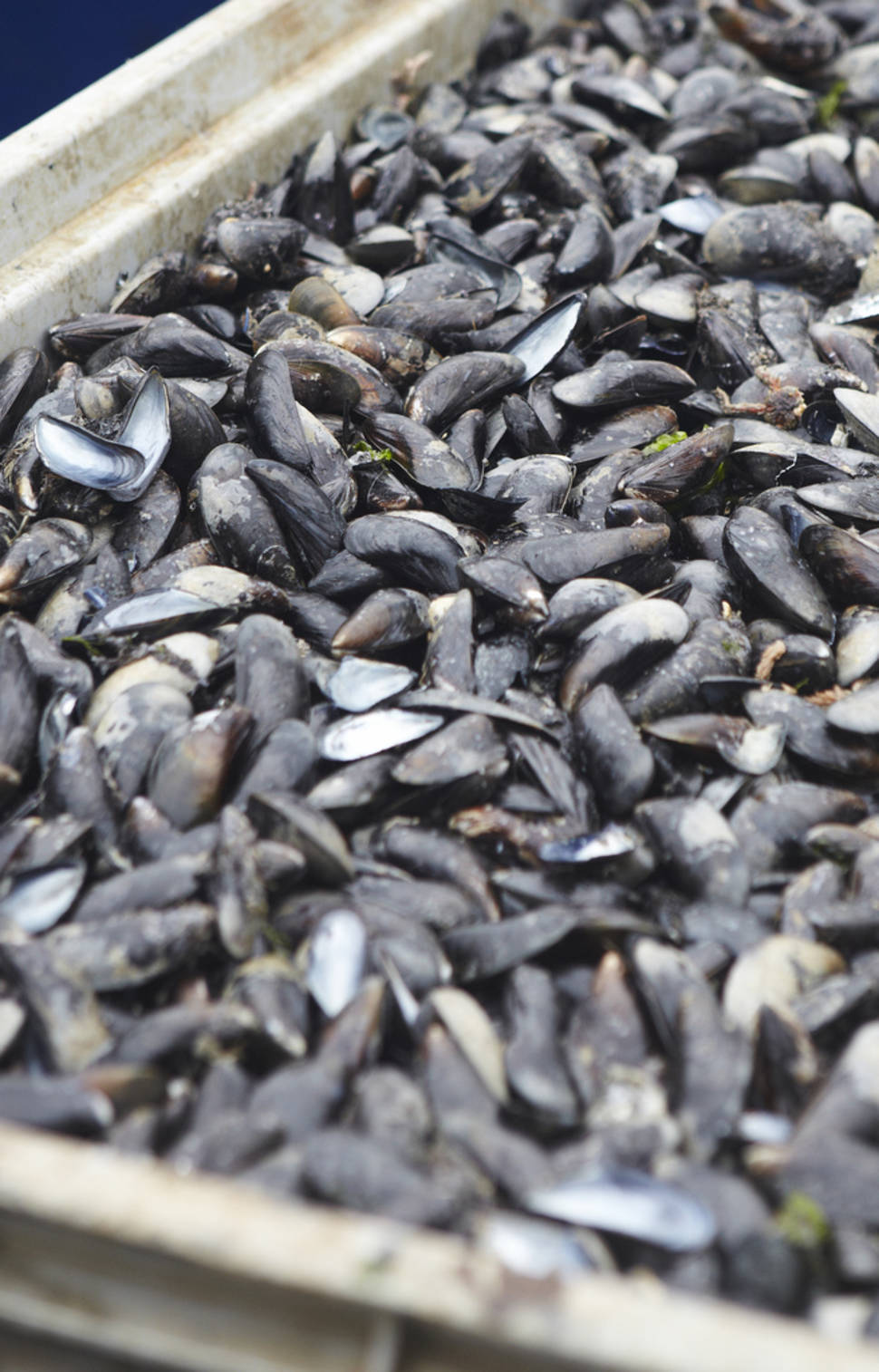 Zeeland Mussels in The Netherlands - Best Season