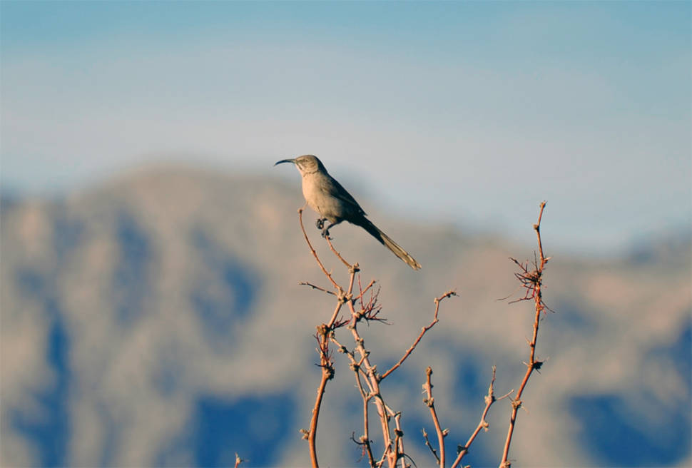 Le Conte’s Thrasher