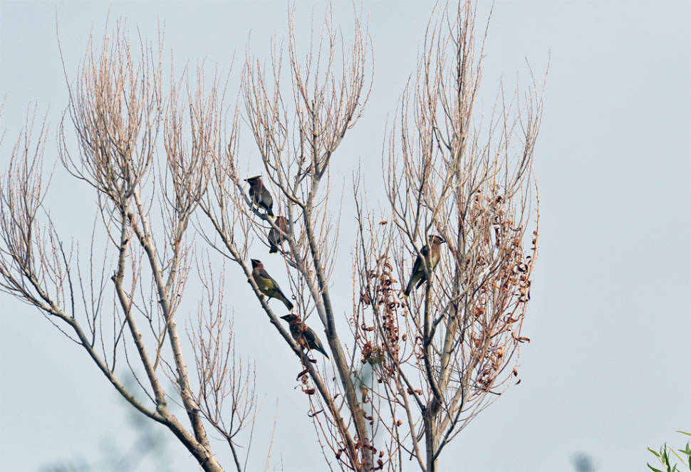 Cedar Wax Wings