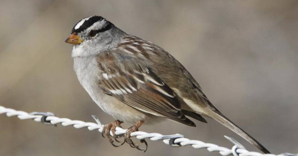 Birdwatching in Corn Creek in Nevada - Best Time