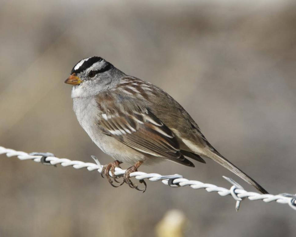 Birdwatching in Corn Creek in Nevada - Best Time