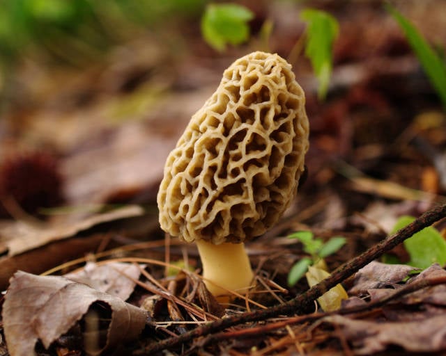 Morel Season in Nevada - Best Time