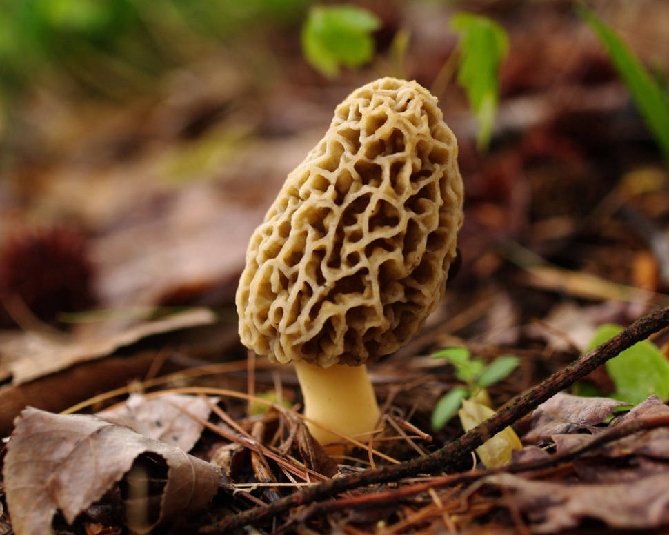 Morel Season in Nevada - Best Time