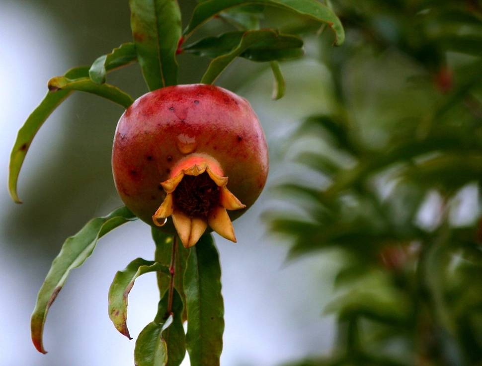 Best time for Pomegranate Season in Nevada