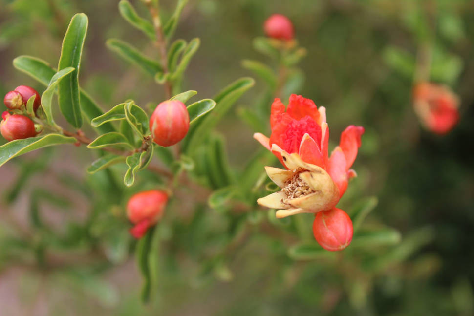 Pomegranate Season in Nevada - Best Season