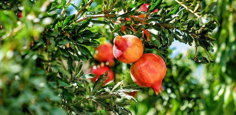 Pomegranate Season in Nevada - Best Time