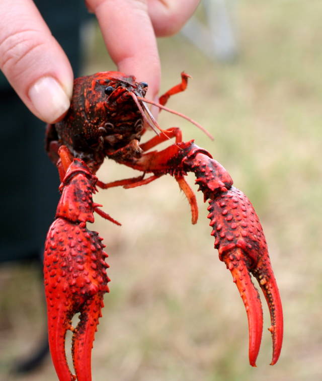 Crawfish Season in New Orleans - Best Season