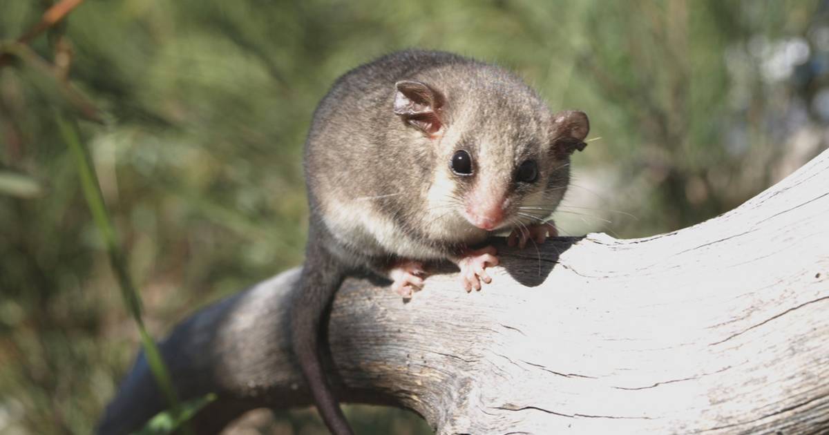 Mountain Pygmy Possum in New South Wales - Best Time