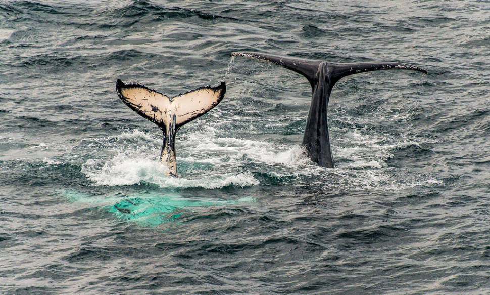A tale of Two Tails.... a mature Humpback whale along with its calf