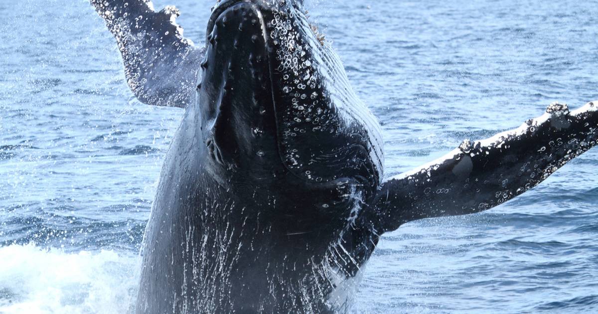 Whale Watching in NSW in New South Wales - Best Time