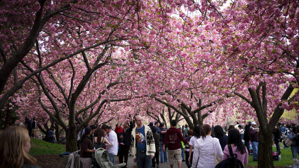 Sakura Matsuri: Cherry Blossom Festival in New York - Best Time