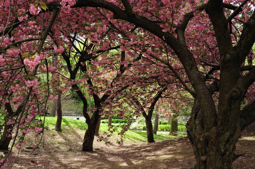 Spring in New York - Best Time