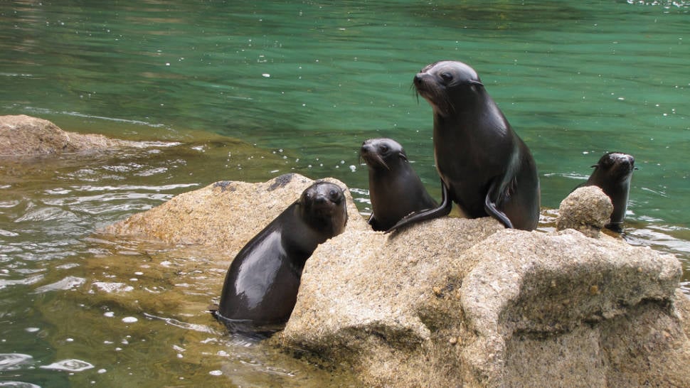 Best time to see Baby Fur Seals Watching in New Zealand