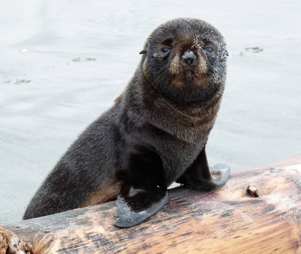 Best time for Baby Fur Seals Watching in New Zealand