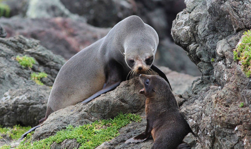 Baby Fur Seals Watching in New Zealand - Best Season
