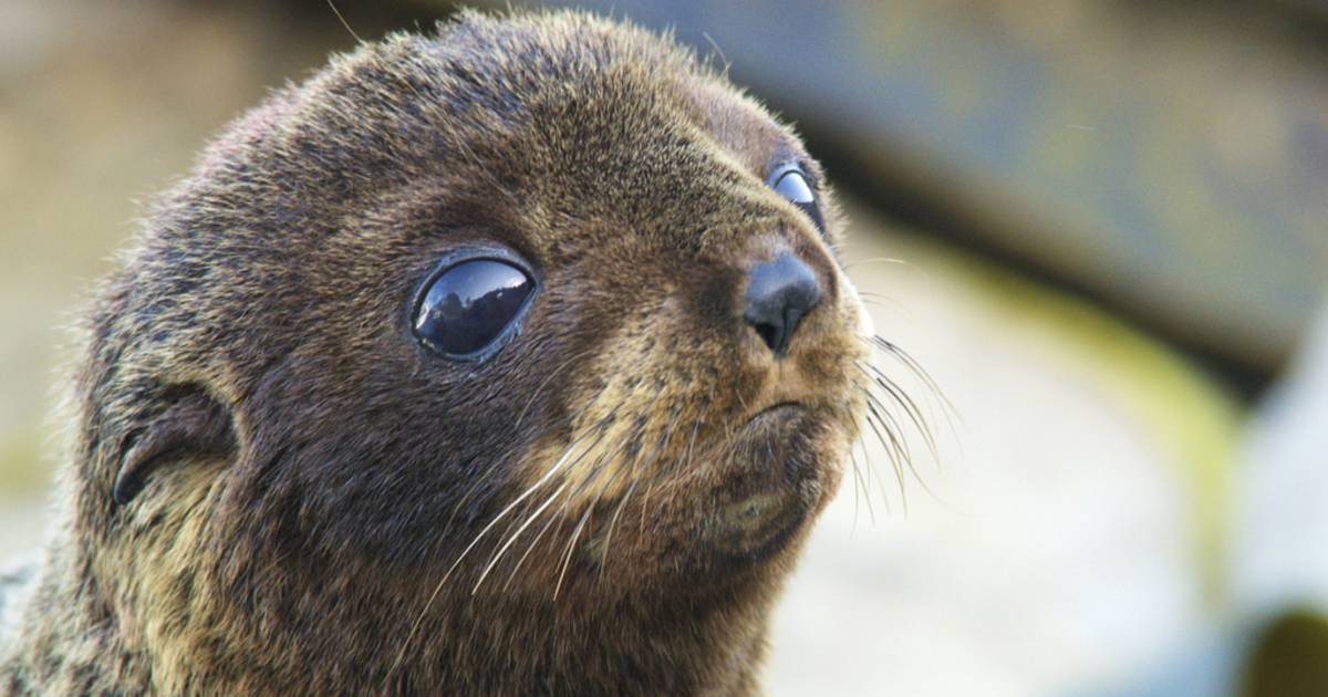 Baby Fur Seals Watching in New Zealand - Best Time