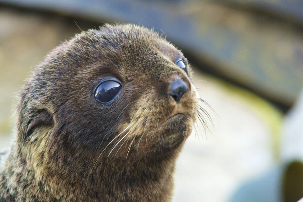 Baby Fur Seals Watching in New Zealand - Best Time