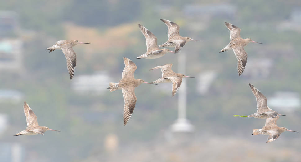 Best time to see Bar-Tailed Godwits in New Zealand