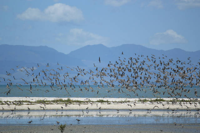 Bar-Tailed Godwits in New Zealand - Best Season