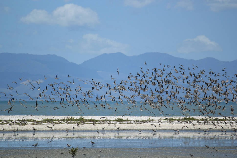 Bar-Tailed Godwits in New Zealand - Best Season