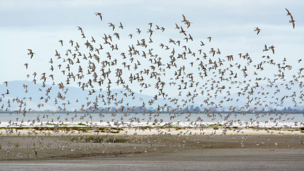 Best time for Bar-Tailed Godwits in New Zealand