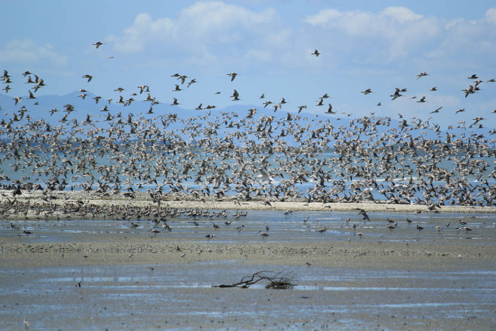 Bar-Tailed Godwits in New Zealand - Best Time