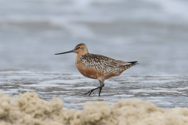 Best time for Bar-Tailed Godwits