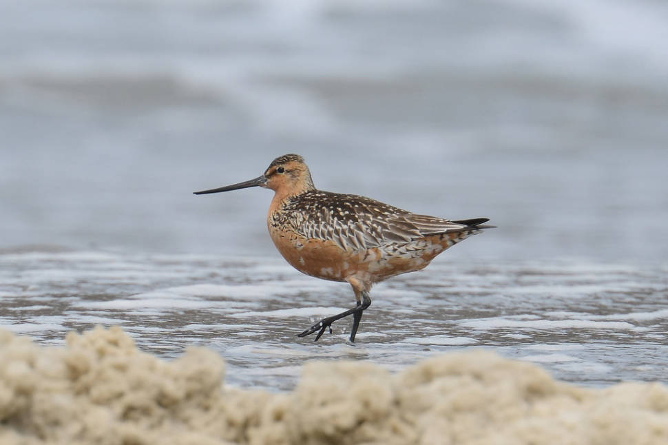 Best time for Bar-Tailed Godwits