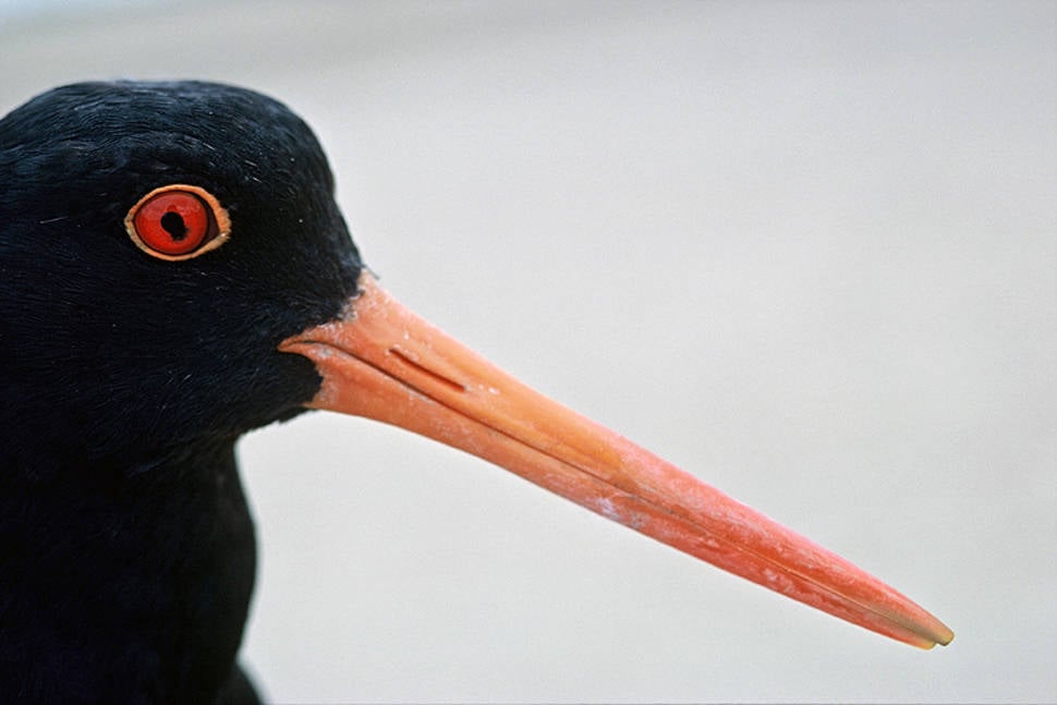 Birdwatching in New Zealand - Best Season