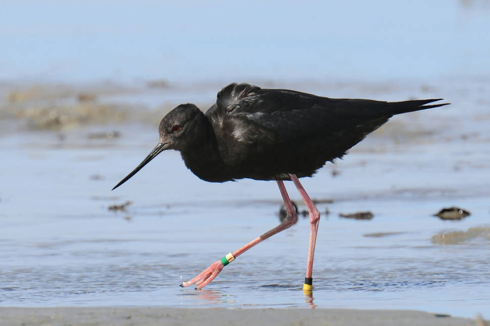 Best time to see Birdwatching in New Zealand