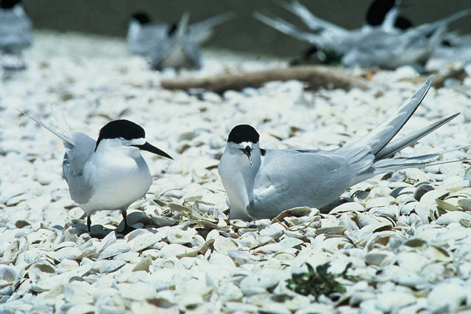 Best time for Birdwatching in New Zealand