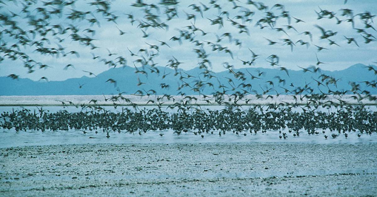 Birdwatching in New Zealand - Best Time