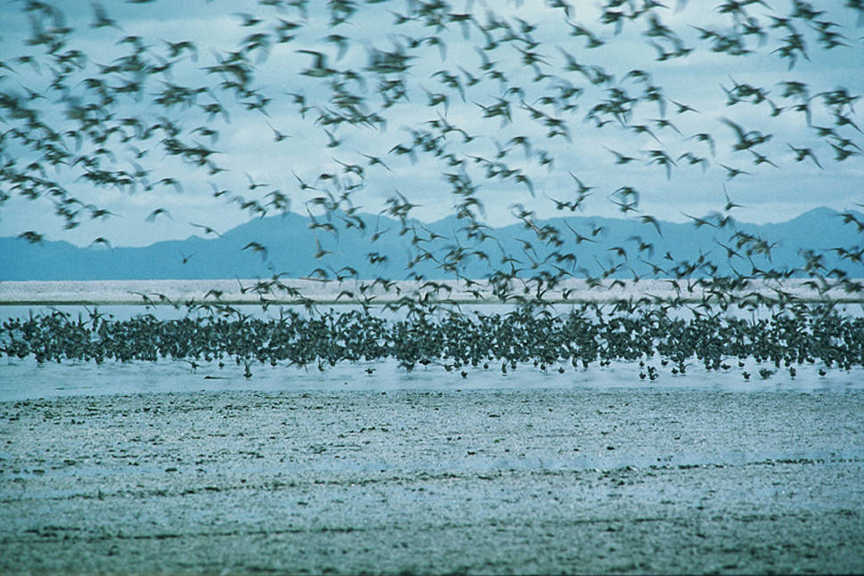 Birdwatching in New Zealand - Best Time