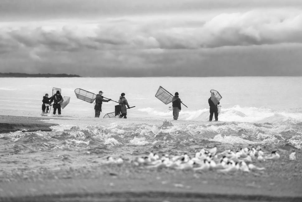 Catching Whitebait in New Zealand - Best Season