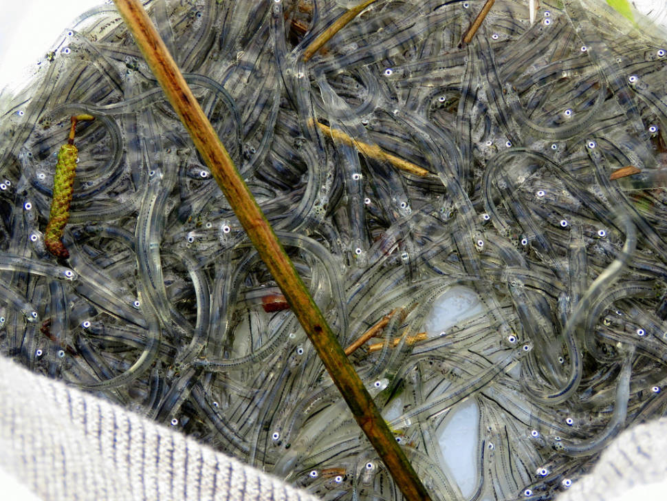 Best time for Catching Whitebait in New Zealand