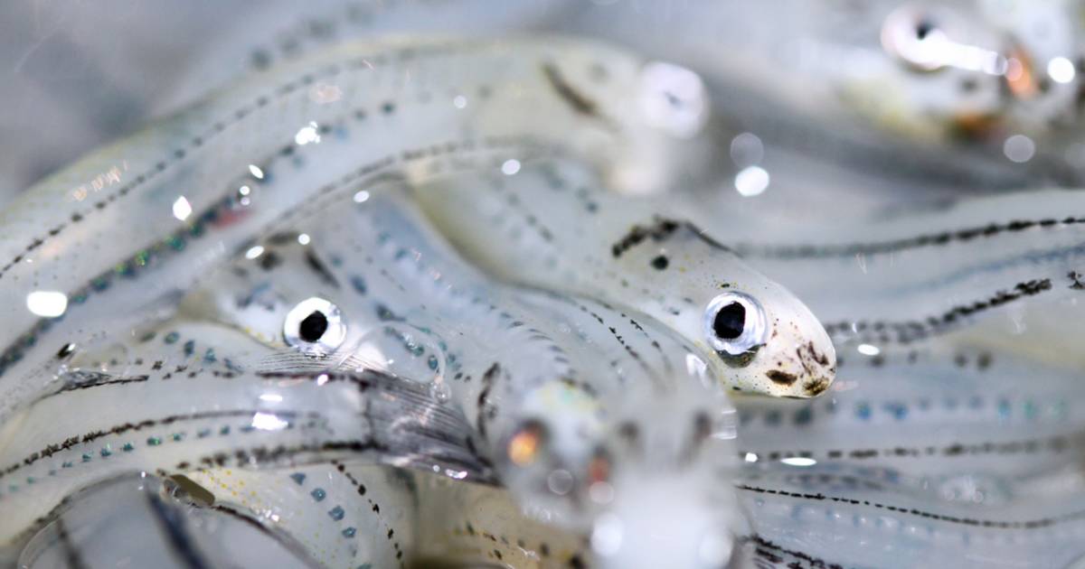Catching Whitebait in New Zealand - Best Time