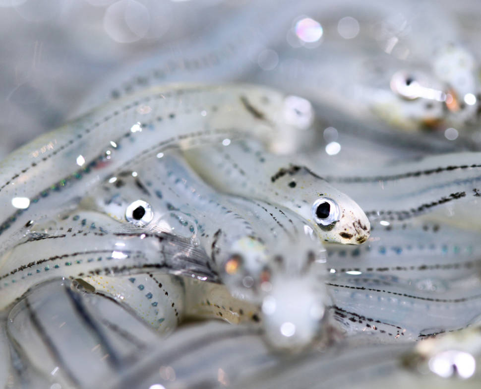 Catching Whitebait in New Zealand - Best Time