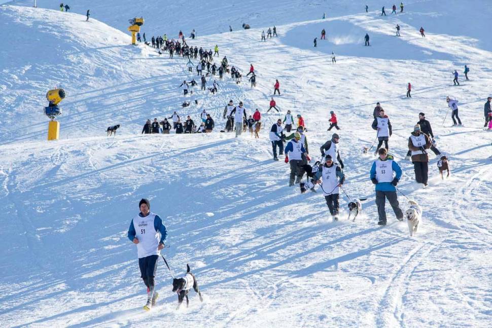 Monteith's Dog Derby in Queenstown in New Zealand - Best Season