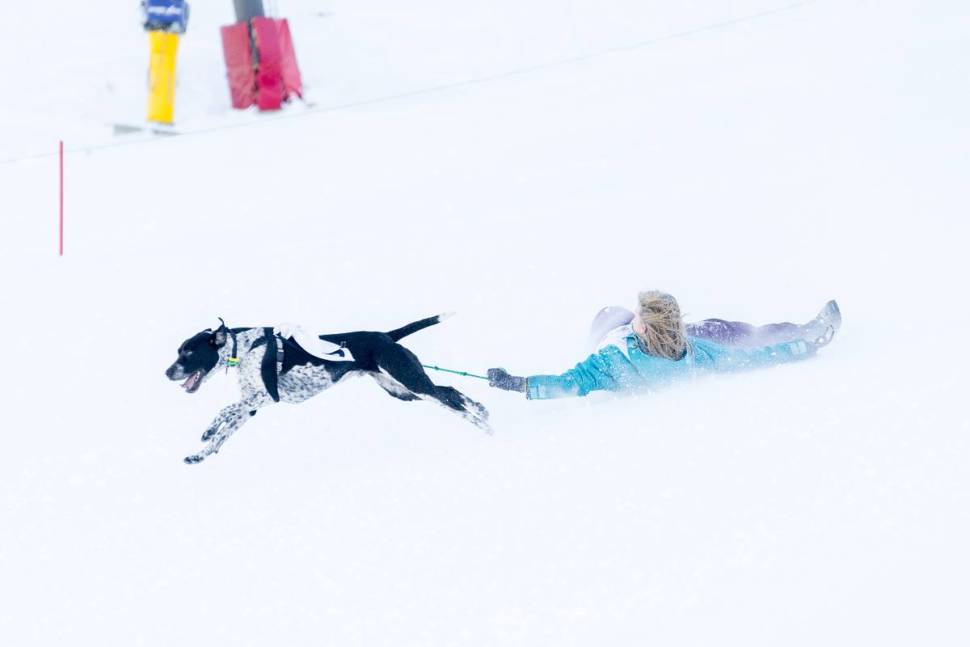 Best time for Monteith's Dog Derby in Queenstown in New Zealand