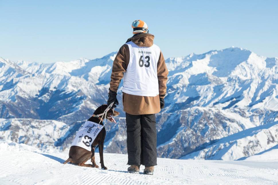 Best time to see Monteith's Dog Derby in Queenstown in New Zealand