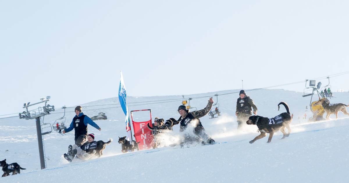 Monteith's Dog Derby in Queenstown in New Zealand - Best Time