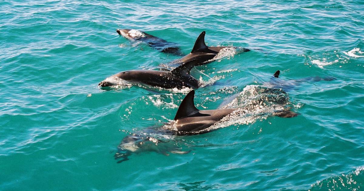 Dolphin Encounter in New Zealand - Best Time