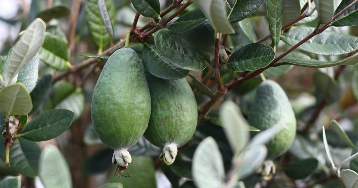 Feijoa in New Zealand - Best Time
