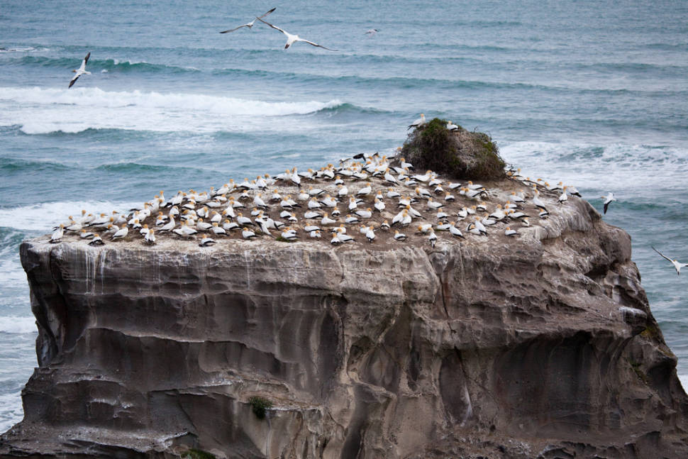 Gannet Colony in New Zealand - Best Season