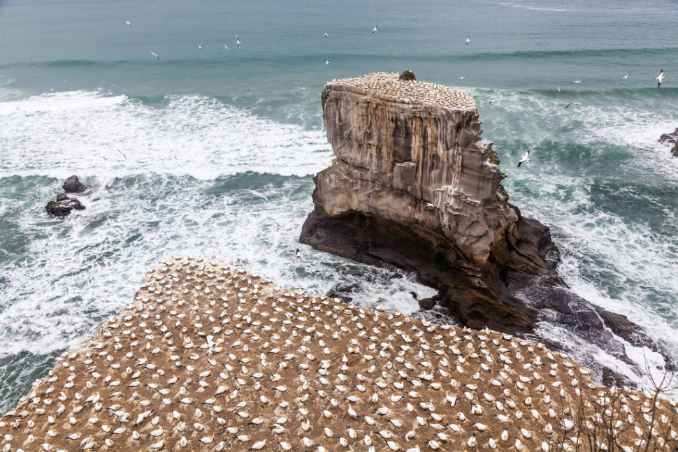 Best time for Gannet Colony in New Zealand